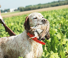 domaine de chasse arras