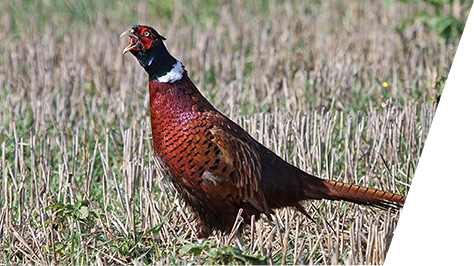 chasse au faisan