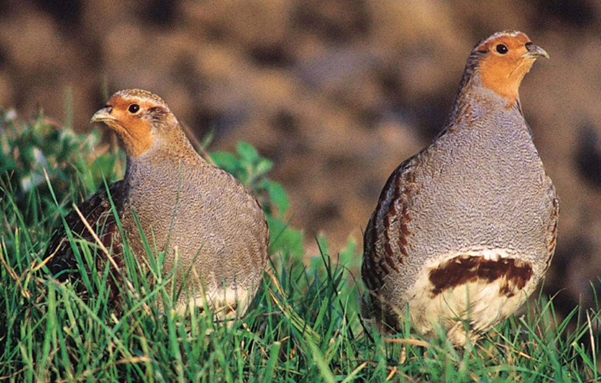 Couple de perdrix grises sur le territoire de chasse du Domaine des Cascades près d’Arras